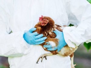 grippe aviaire